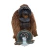 Realistic Orangutan Mascot Costume